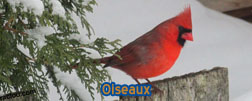 Oiseaux